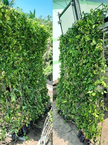 Cây Sanh – Lựa chọn hoàn hảo cây trồng hàng rào đẹp!