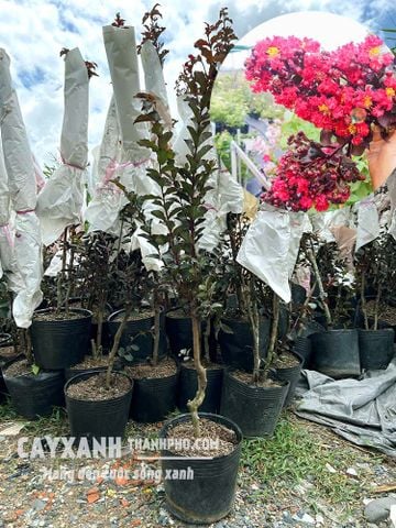 Hoa tường vi – Cây cảnh sân vườn cực đẹp rực rỡ tô điểm không gian