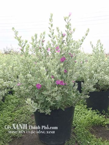 Cây trồng sân vườn - Tuyết sơn phi hồ