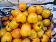 Hồng 8 Hải Đà lạt - kg