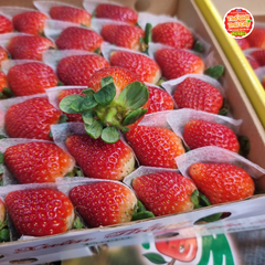 Dâu tây Thủy Canh nhà kính - hộp 500gr