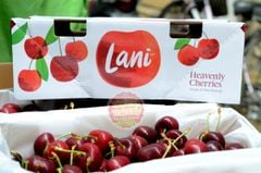 Cherry Lani New Zealand Premium size 30_32mm - hộp 500gr