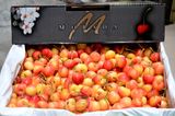 Cherry vàng Mỹ Morada size 8.5 - hộp 500gr