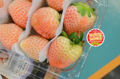 Dâu trắng SnowPink Hàn quốc - hộp 330gr