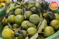 Quýt đường - kg