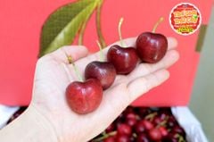 Cherry đỏ M&R Mỹ size 9.5 - hộp 500gr