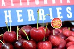 Cherry đỏ M&R Mỹ size 9.5 - hộp 500gr