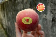 Đào Tuyết Lệ Giang
