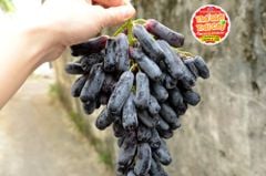 Nho ngón tay Úc - hộp 500gr