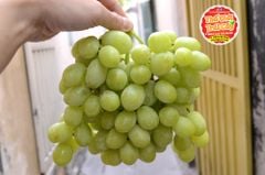 Nho xanh Úc GrapeCo AutumnCrisp- hộp 500gr