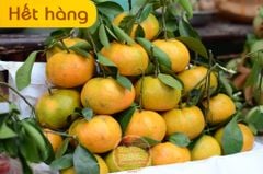 Quýt Tiều vàng