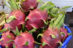 Thanh long ruột trắng - kg