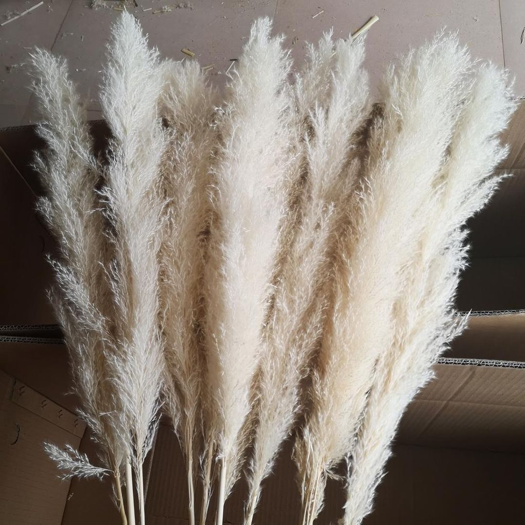 CỎ PAMPAS ƯỚP KHÔ CÔNG NGHỆ PHÁP