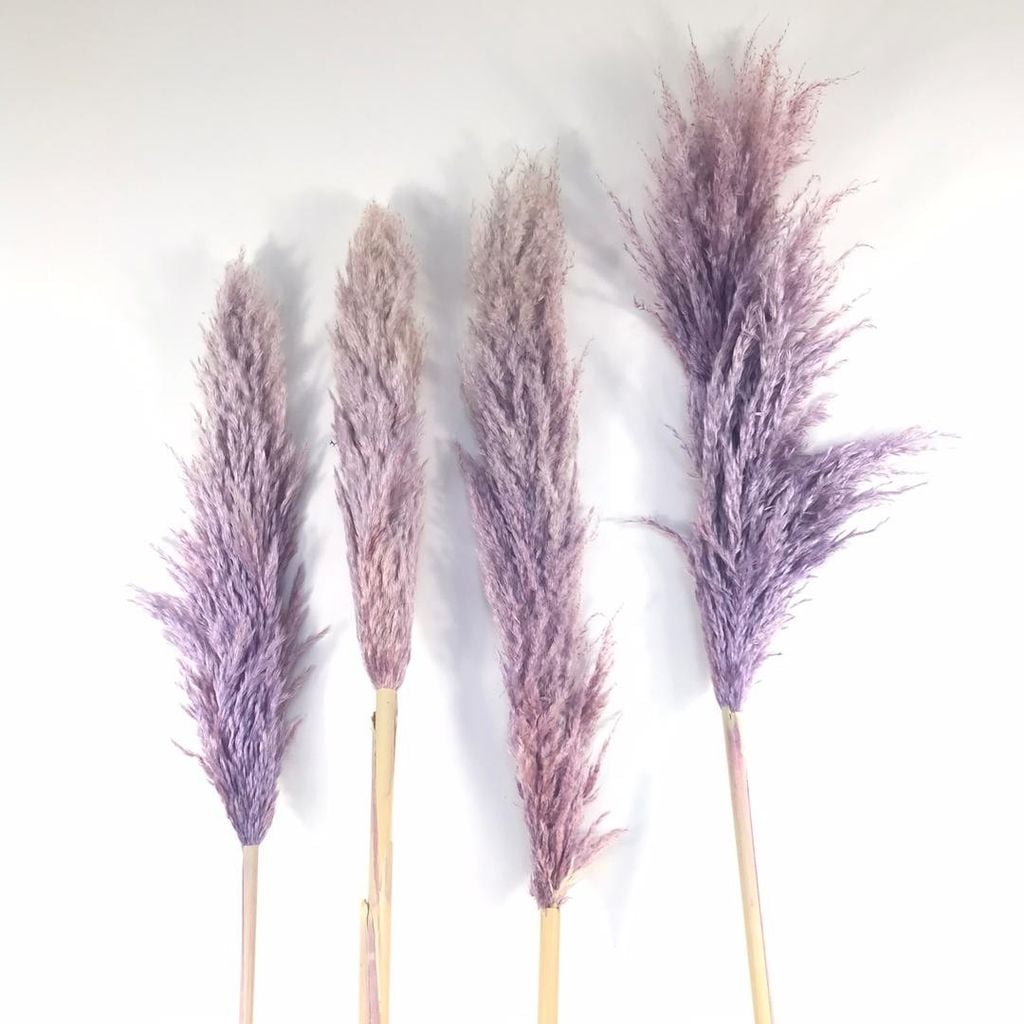 CỎ PAMPAS ƯỚP KHÔ CÔNG NGHỆ PHÁP
