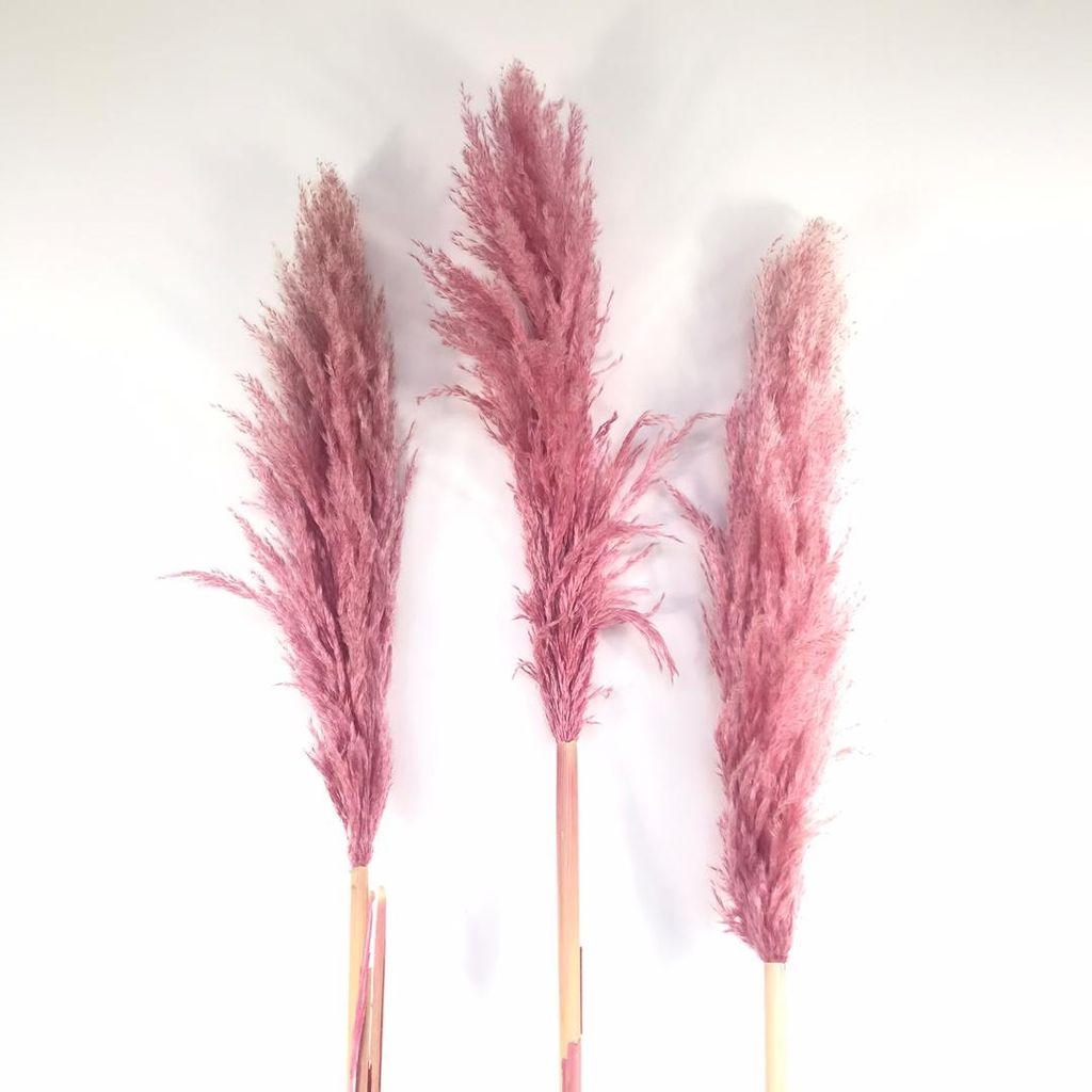 CỎ PAMPAS ƯỚP KHÔ CÔNG NGHỆ PHÁP