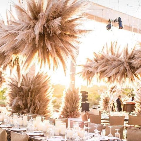  CỎ PAMPAS ƯỚP KHÔ CÔNG NGHỆ PHÁP 