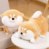  Shiba bông béo mắt híp 