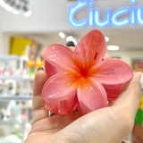  Kẹp càng cua hoa sứ nhuỵ ombre 