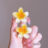  Kẹp càng cua hoa sứ 