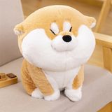  Shiba bông béo mắt híp 