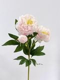  Hoa Mẫu Đơn lụa 2 hoa + 1 nụ 