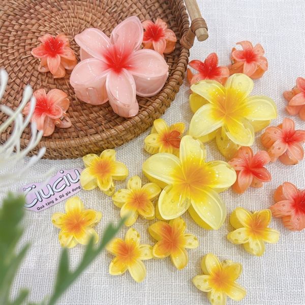  Kẹp càng cua hoa sứ 