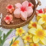  Kẹp càng cua hoa sứ 