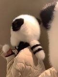  Mũ lông trùm đầu Chồn trắng 