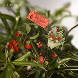  Box sticker thực vật vintage Simno 100 tờ 