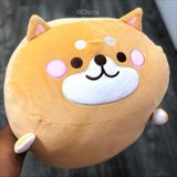  Shiba bông dáng nằm 65cm 