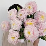  Hoa Mẫu Đơn lụa 2 hoa + 1 nụ 