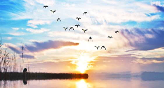 TRANH PHONG CẢNH THIÊN NHIÊN - TRANH PHÒNG KHÁCH - SAU SOFA - PHÒNG ĂN | MÃ D-248