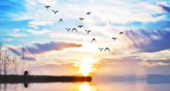 TRANH PHONG CẢNH THIÊN NHIÊN - TRANH PHÒNG KHÁCH - SAU SOFA - PHÒNG ĂN | MÃ D-248