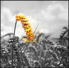 TRANH TREO PHÒNG ĂN - TRANH TRỪU TƯỢNG HIỆN ĐẠI | MÃ F-567-2