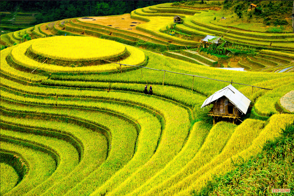 198 - TRANH TREO TƯỜNG PHÒNG KHÁCH, SAU SOFA - TRANH TREO PHONG CẢNH ĐỒNG QUÊ | T3D-11760