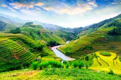 195 - TRANH TREO TƯỜNG PHÒNG KHÁCH, SAU SOFA - TRANH TREO PHONG CẢNH ĐỒNG QUÊ | T3D-1837