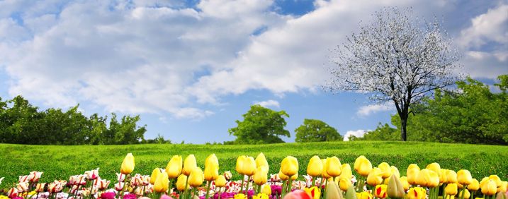 TRANH TREO TƯỜNG PHÒNG NGỦ - TRANH HOA TULIP - KHỔ LỚN | MÃ T3D-4915