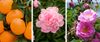 Nước hoa Nữ Dior Miss Dior Blooming Bouquet (Pháp) NH23