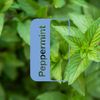 Tinh dầu Bạc hà Peppermint (TDĐ36)