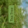 Tinh dầu Tràm trà Tea Tree (TDĐ07)