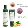 Bộ gội xả gừng tươi Weilaiya mẫu mới Wei03