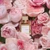Nước hoa Nữ Maison Francis Kurkdjian A La Rose (Pháp) NH105