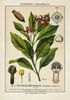 Tinh dầu Đinh hương Clove (TDĐ47)