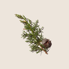 Tinh Dầu Bách Cypress Essential ALQ141