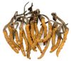 CORDYMAX CS-4 ĐÔNG TRÙNG HẠ THẢO (NUK67)