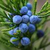 Tinh dầu quả bách xù Juniper Berry hỗ trợ sạch thận, chức năng thận và đường tiết niệu khỏe mạnh.(TDĐ61)