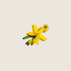 Dầu cỏ St. John's wort  ALQ49