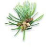 Dầu linh sam Siberian Fir (TDĐ16)