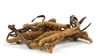 CORDYMAX CS-4 ĐÔNG TRÙNG HẠ THẢO (NUK67)