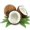 Dầu dừa phân đoạn dưỡng da, pha loãng với dầu nguyên chất Coconut Oil doTerra (CSCT07)